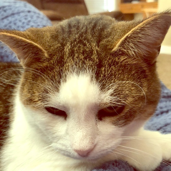 Meet your Posher, Karlie - Picture 1 of 1